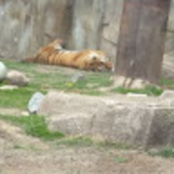 Meet your Posher, Audrinna - Picture 1 of 1